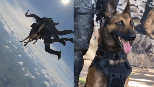 cachorro da PM se torna o primeiro cão policial a saltar de paraquedas no Brasil