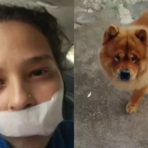 Cão é submetido à eutanásia após arrancar parte do lábio da dona | Imagem: reprodução / Massa