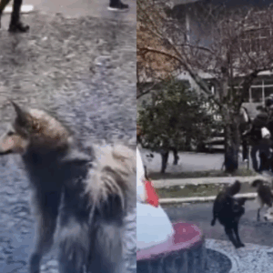 Cachorros descobrem a neve e ficam encantados | Foto: Reprodução/Redes Sociais 