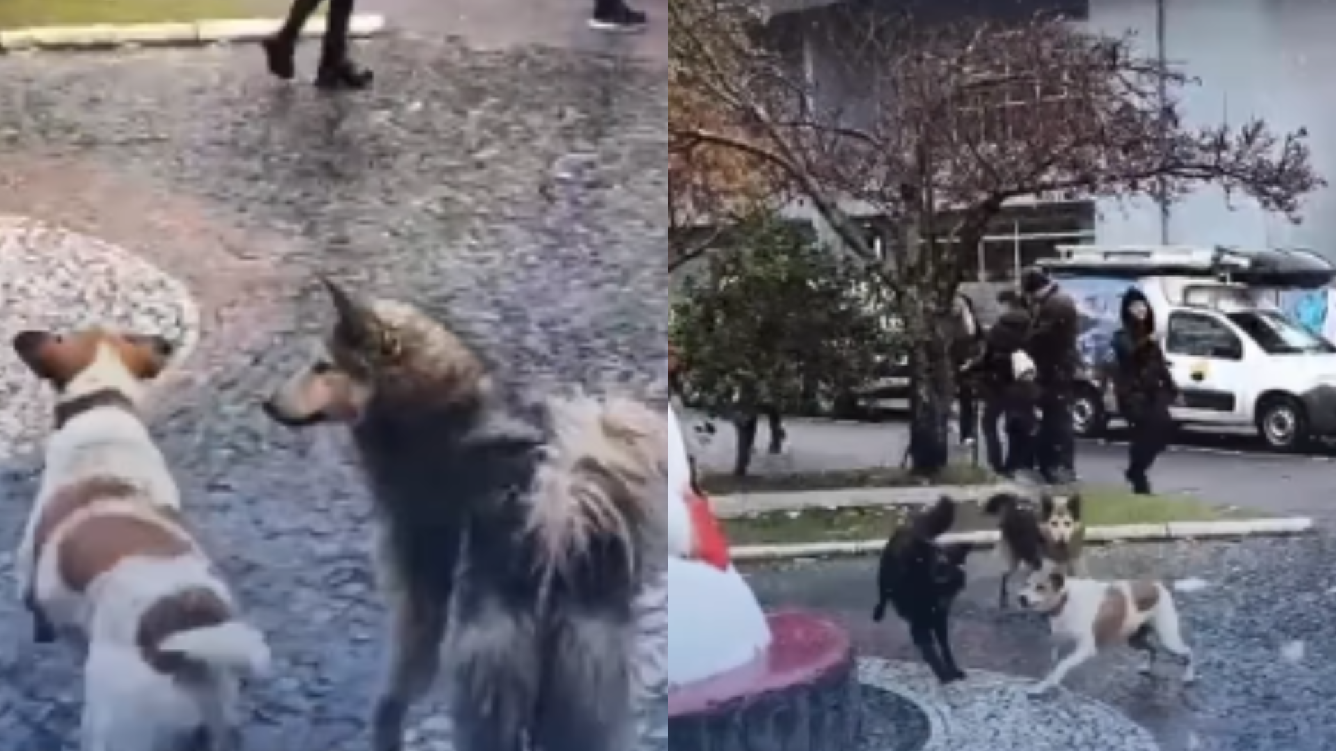 Cachorros descobrem a neve e ficam encantados | Foto: Reprodução/Redes Sociais Cachorros descobrem a neve e ficam encantados | Foto: Reprodução/Redes Sociais