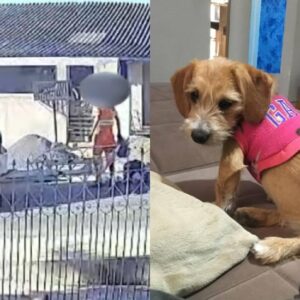 Imagens mostram cadela sendo jogada no caminhão de lixo após atropelamento | Imagem: Massa/ reprodução