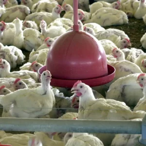 China, União Europeia e Argentina suspendem compra de frango do Brasil após caso de gripe aviária | Foto: Agência Brasil.