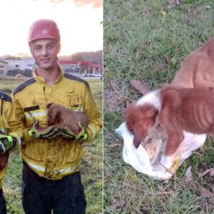 Cães desnutridos são salvos de bueiro por bombeiros e ganham novo lar em SC. - CBMSC/Reprodução
