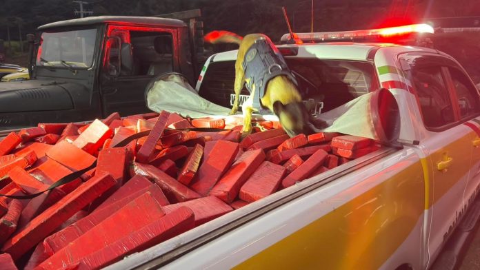 Carreta do tráfico: 560 kg de maconha são apreendidos na BR-153