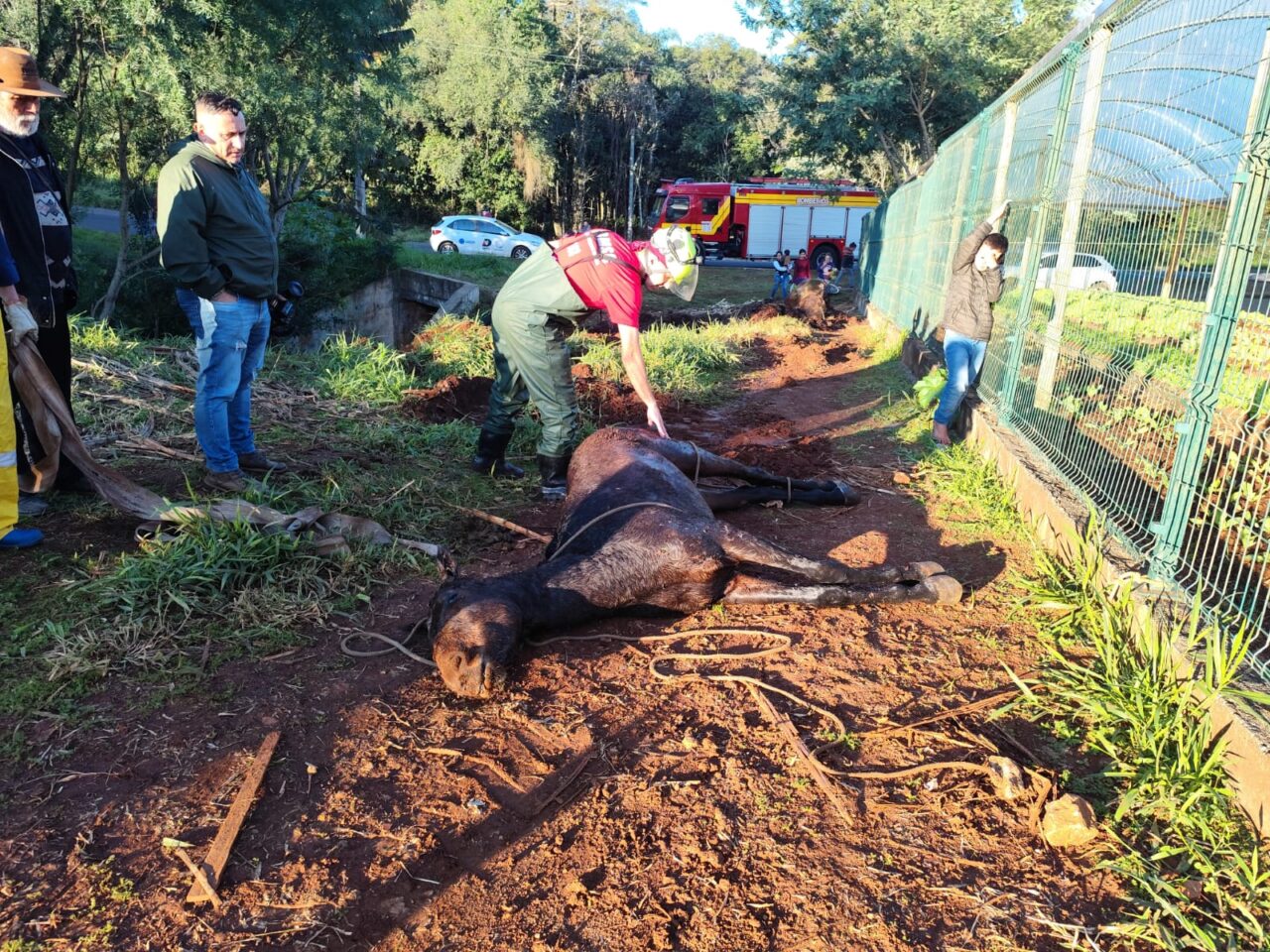 Cavalo cai em riacho e é resgatado com retroescavadeira em SC