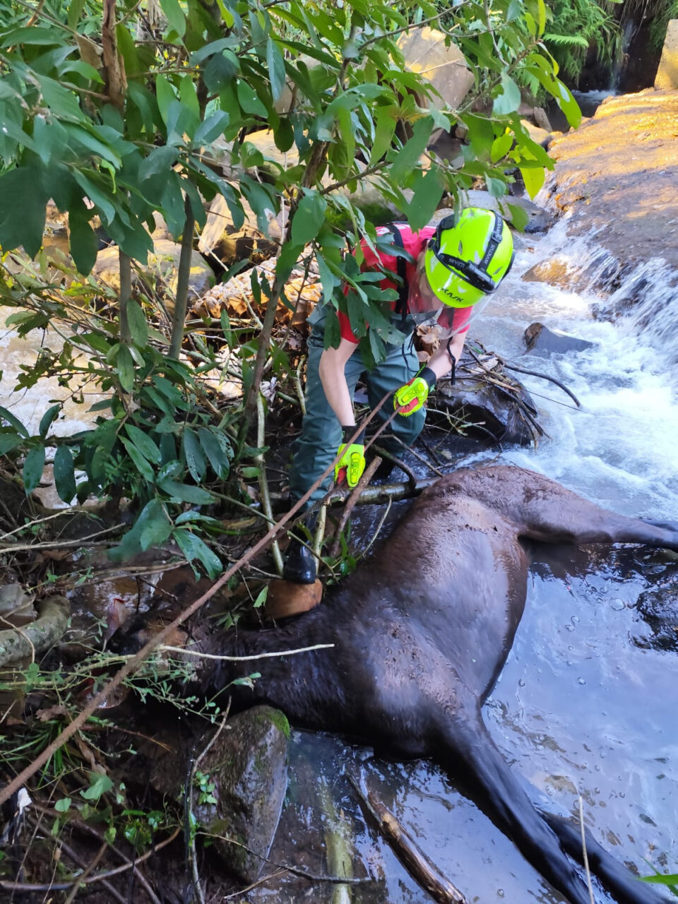 Cavalo cai em riacho e é resgatado com retroescavadeira em SC