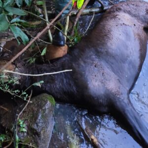 Cavalo cai em riacho e é resgatado com retroescavadeira em SC | Imagem: CBMSC/Reprodução