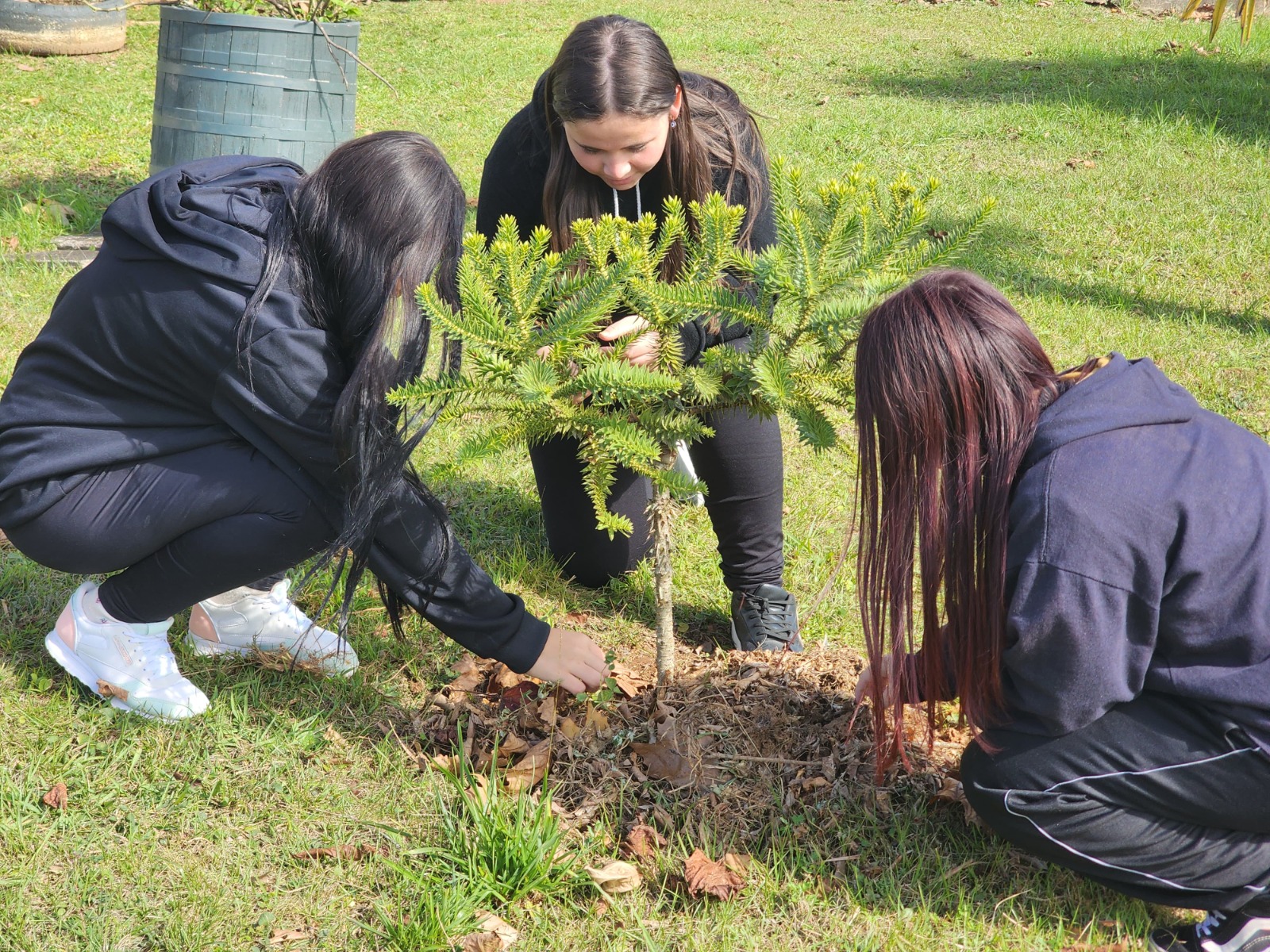 Concurso cultural sobre a araucária mobiliza mais de 2 mil jovens em Campo Alegre. – Foto: Reprodução