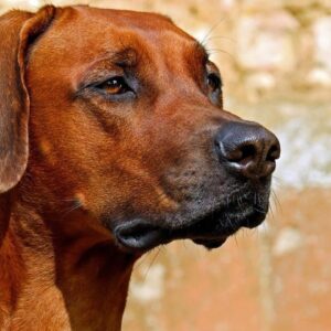 Correia Pinto abre inscrições para mutirão de castração gratuita para pets | Foto: Pixabay