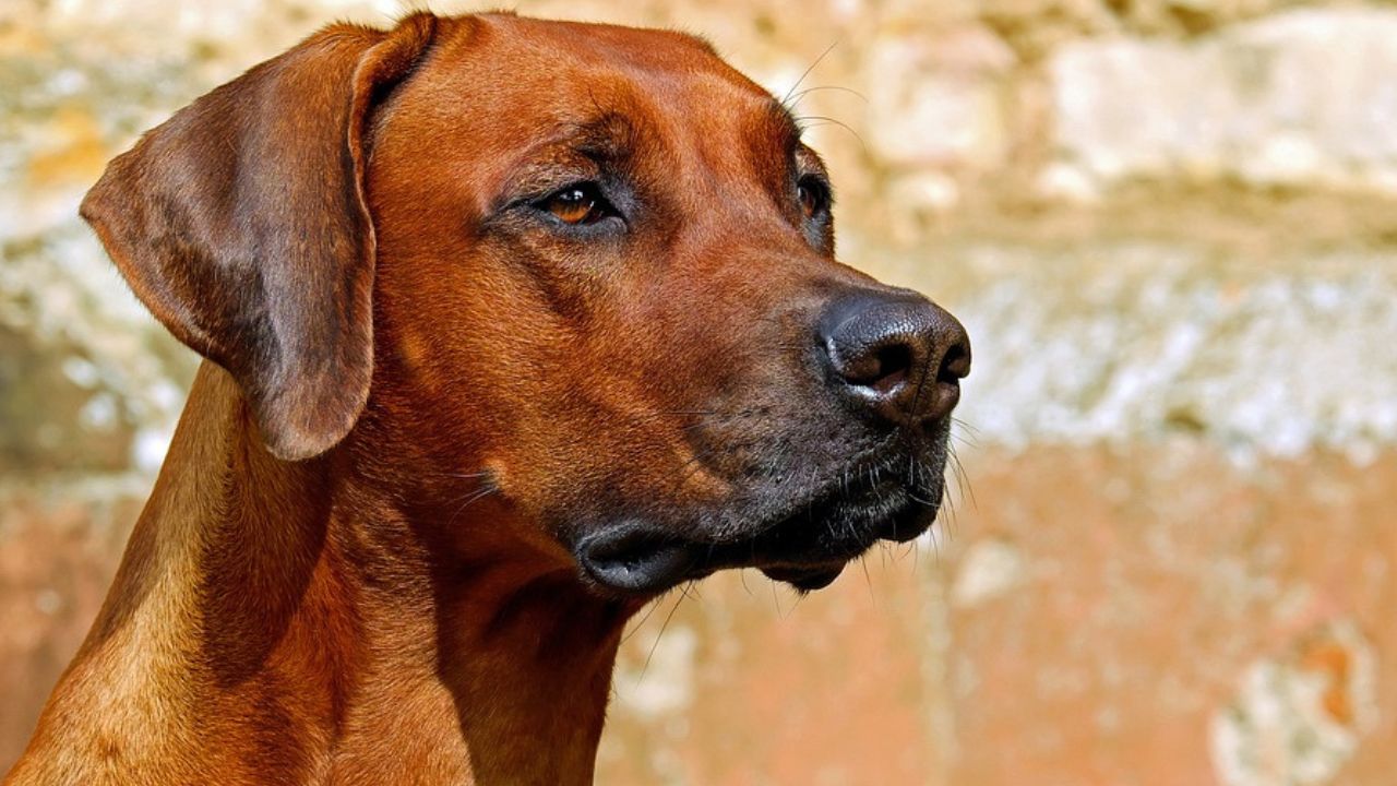 Correia Pinto abre inscrições para mutirão de castração gratuita para pets | Foto: Pixabay