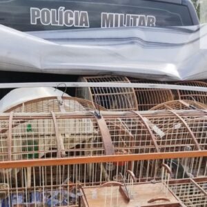 Criador é flagrado com pássaros silvestres irregulares em Lages/Reprodução/Foto: Polícia Militar Ambiental (PMA)