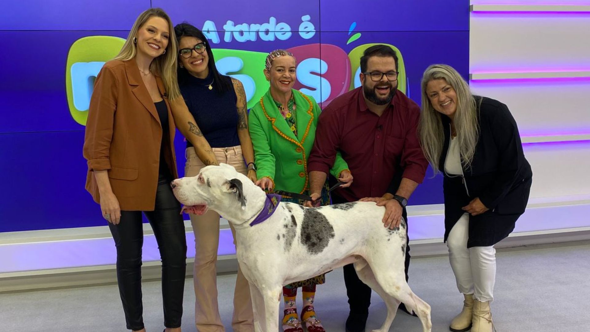 Cachorro gigante ‘invade’ programa ao vivo e surpreende pelo tamanho; assista | Foto: Isabéli Bender/SCC10