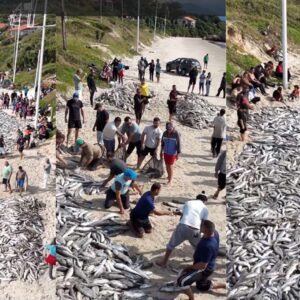 Domingo é marcado por lances 'recheados' de tainha no Litoral de SC; veja imagens | Foto: SOS Naufragados/Repórter Sérgio Guimarães/Reprodução