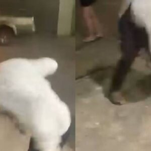 Vídeo mostra momento em que homem tem cabeça incendiada por jovens | Imagem: Massa | SBT

