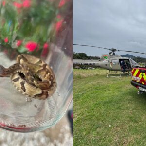 Homem é picado por jararaca em Ilhota e é levado de helicóptero ao hospital | Foto: Corpo de Bombeiros Voluntários de Ilhota.