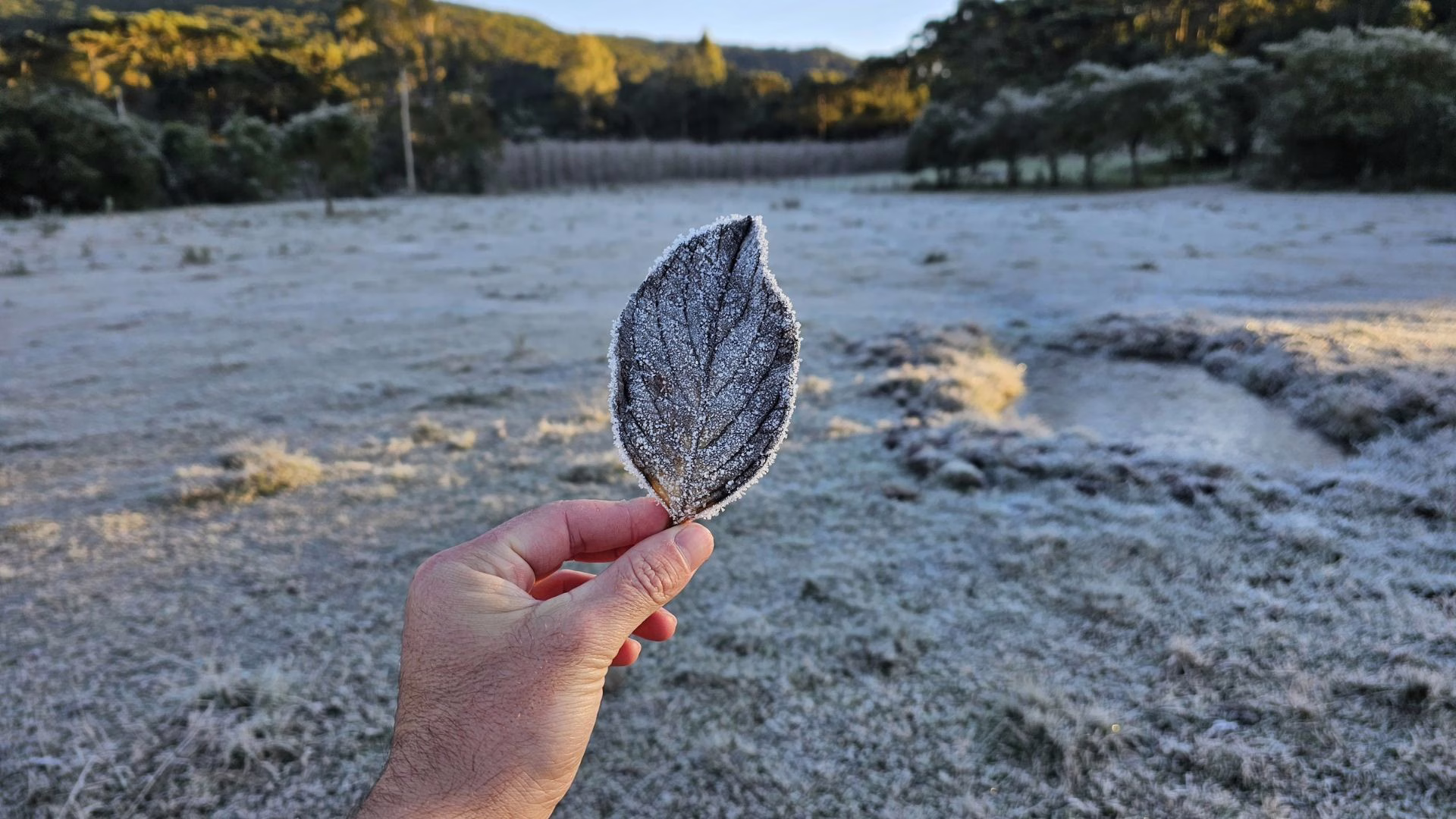 Amanhecer gelado em SC faz cidades registrarem temperaturas negativas; veja as mínimas | Foto: Sérgio Felipe Rodrigues