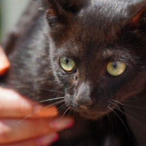Jovem é preso após matar gatos com golpes de barra de ferro em SC | Imagem: reprodução