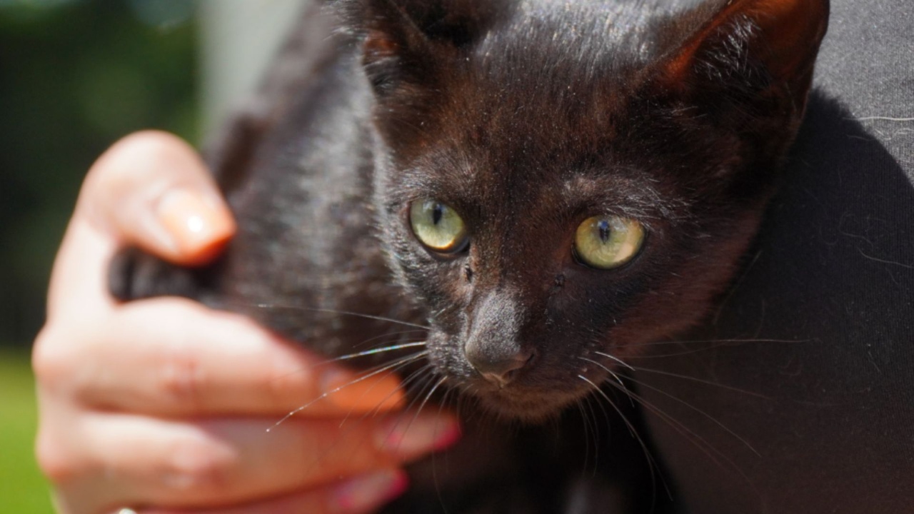 Jovem é preso após matar gatos com golpes de barra de ferro em SC | Imagem: reprodução