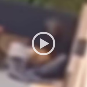 Vídeo flagra pessoa em situação de rua abusando de cachorra em SC | Foto: Redes sociais/Reprodução