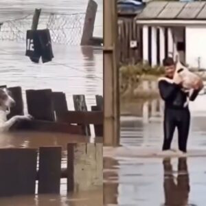 Vídeo mostra resgate de animais em áreas alagadas no Rio Grande do Sul | Foto: Reprodução/Redes Sociais/@balardin45