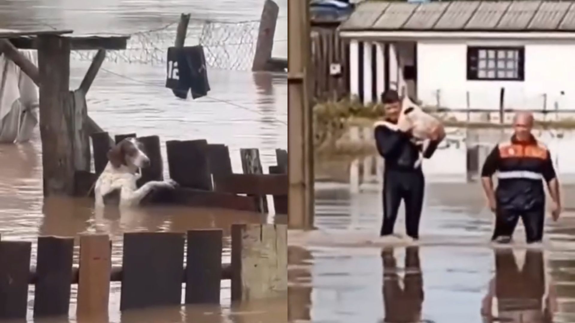 Vídeo mostra resgate de animais em áreas alagadas no Rio Grande do Sul | Foto: Reprodução/Redes Sociais/@balardin45