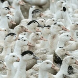 Brasil retoma status de livre de gripe aviária após cumprir protocolo internacional | Foto: Divulgação/Agência Senado.
