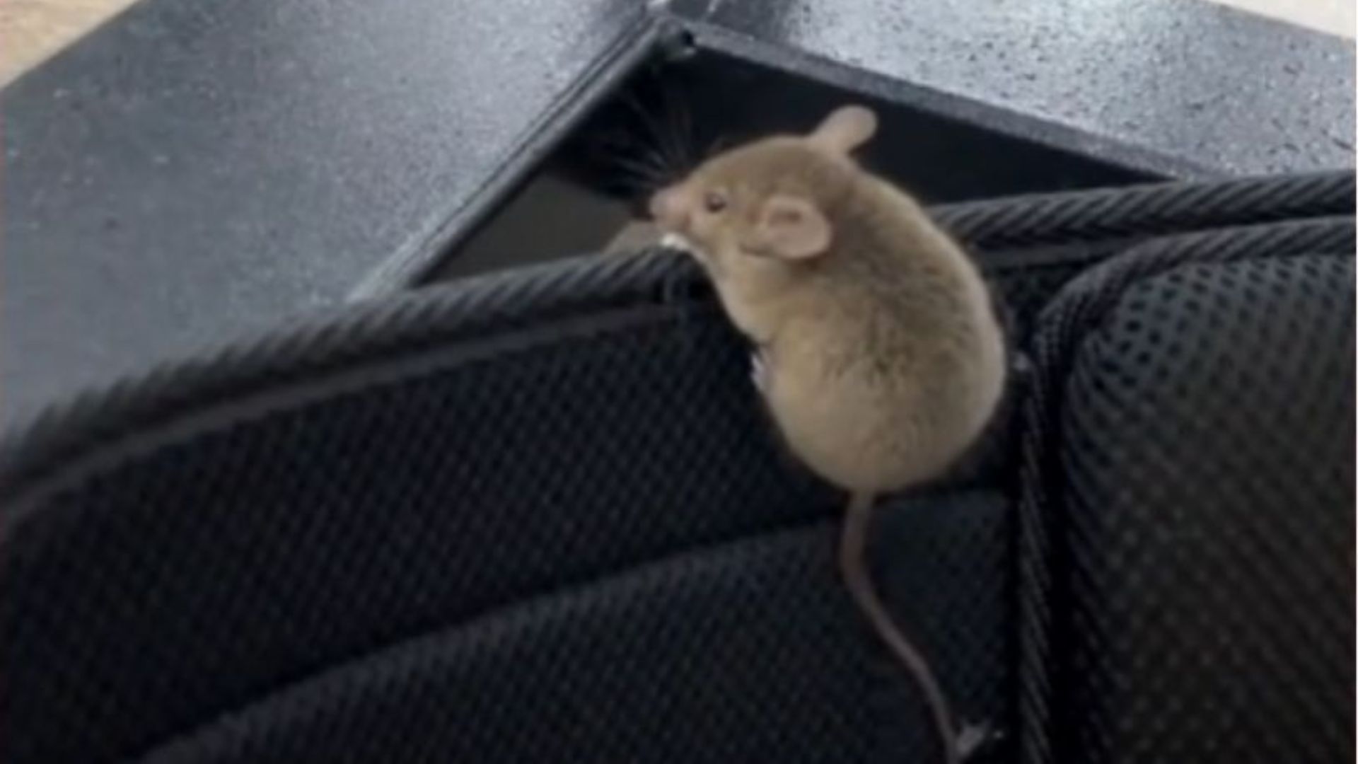 Rato é flagrado ‘fazendo exercício’ e viraliza na web; veja vídeo | Foto: Bruno Leonel/Reprodução