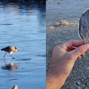 VÍDEO frio congela lagos na Serra Catarinense e aves caminham sobre o gelo no Cânion do Funil | Fotos: Miguel Carvalho/Sérgio Felipe Rodrigues