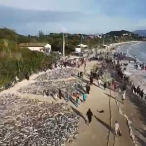 Lance histórico: pescadores capturam mais de 50 mil tainhas em Palhoça | Print