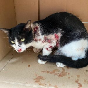 Você sabe o que é esporotricose? Entenda como evitar a doença e os cuidados a serem tomados
| Foto: Divulgação ES1