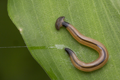 Controlar a presença do “cabeça de martelo” é essencial para evitar impactos maiores à fauna. - Foto do usuário budak do flickr/Reprodução