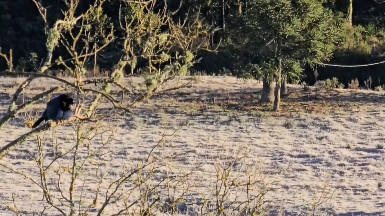 Amanhecer congelante em Bom Jardim da Serra | Foto: Sérgio Felipe Rodrigues