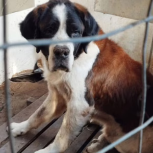 Animais doentes e negligenciados são resgatados em Florianópolis. - Foto: PCSC/Reprodução