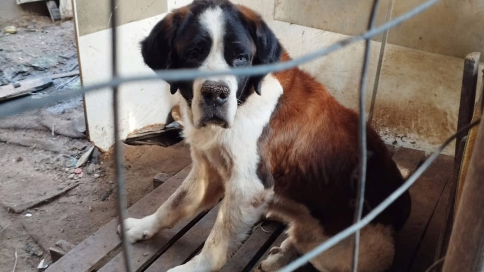 Animais doentes e negligenciados são resgatados em Florianópolis. – Foto: PCSC/Reprodução