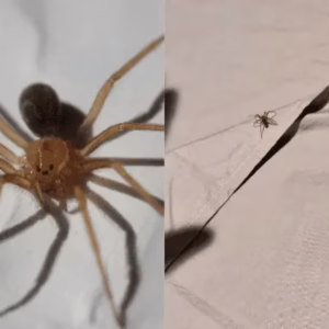 Mulher é internada após ser picada por aranha-marrom em SC | Reprodução/Wiki Philipe de Liz Pereira/Instagram

