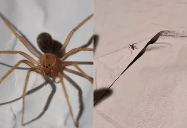 Mulher é internada após ser picada por aranha-marrom em SC | Reprodução/Wiki Philipe de Liz Pereira/Instagram
