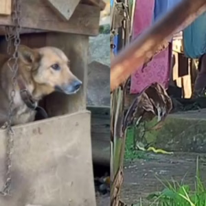 Cachorra vítima de maus-tratos é resgatada em Curitibanos | Foto: PC de Curitibanos