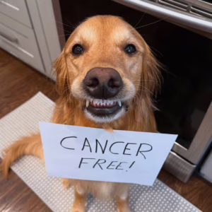 Cachorro famoso na web vence câncer e emociona internautas | Foto: Reprodução/Instagram (aguyandagoldenn) 