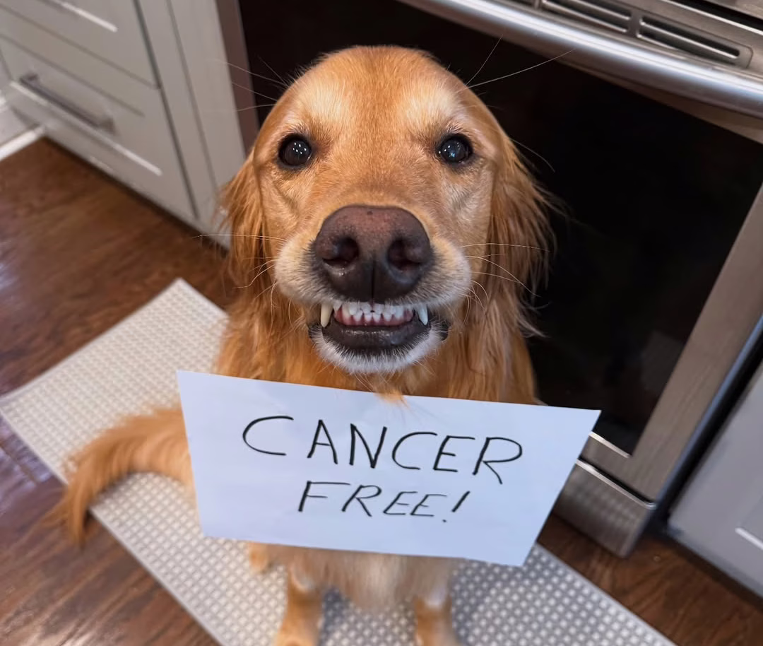 Cachorro famoso na web vence câncer e emociona internautas | Foto: Reprodução/Instagram (aguyandagoldenn) 