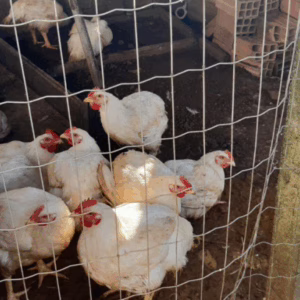 Cidasc adota medidas sanitárias em propriedade com foco de gripe aviária em cidade de SC | Foto: arquivo Ascom/Cidasc