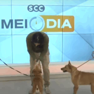 No Dia Nacional do Vira-Lata, SCC SBT recebe visita especial com alegria e muitos rabinhos abanando!