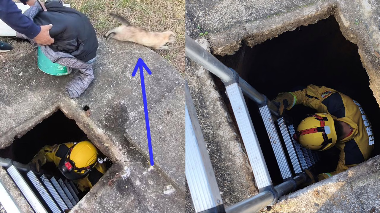 Gato é resgatado de poço em Curitibanos após queda de 5 metros | Foto: 2 BBM