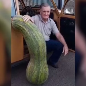 Homem colhe abobrinha gigante de mais de 70kg | Foto: Reprodução, via SBT News