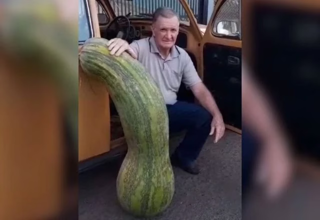 Homem colhe abobrinha gigante de mais de 70kg | Foto: Reprodução, via SBT News