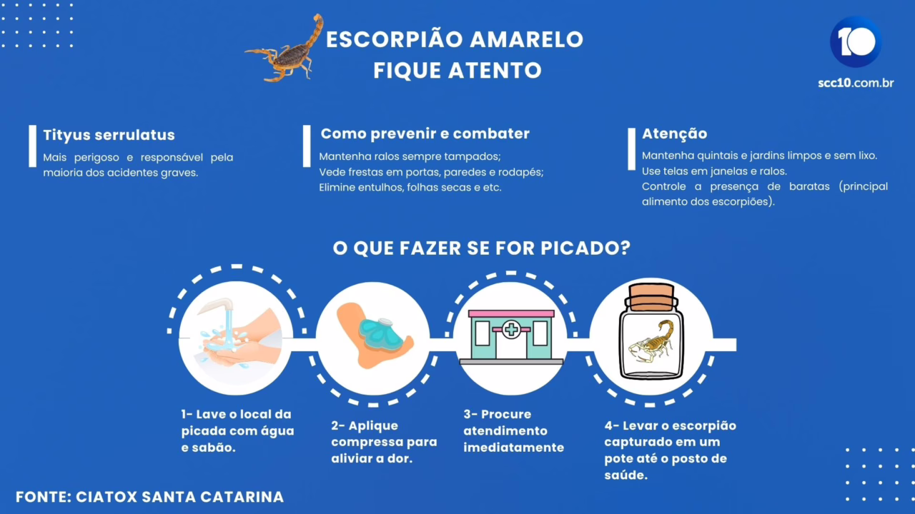 Infográfico SCC10