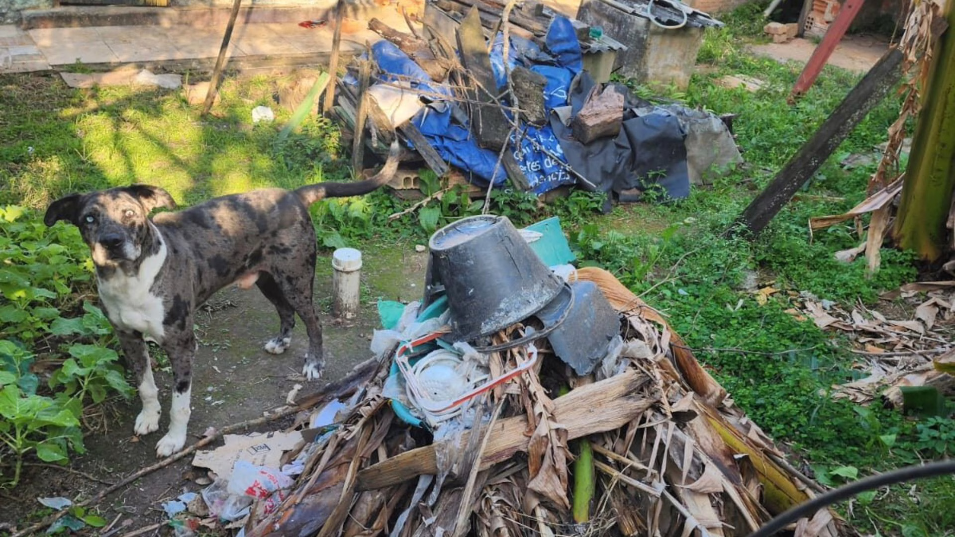 Mulher é presa por abandonar cachorro em casa em Florianópolis. – Foto: PCSC/Reprodução