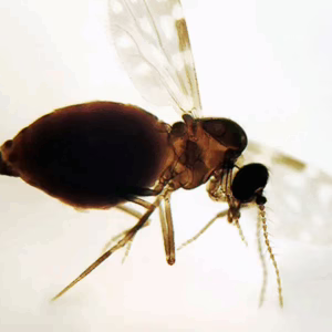 Brasil ultrapassa 11 mil casos de febre oropouche; doença já chegou a 18 estados - Imagem: Fiocruz/Divulgação