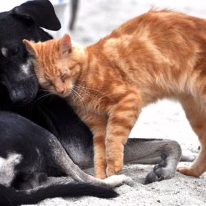 DIBEA fará mutirão de castração de cães e gatos na próxima semana; veja onde. | Foto: divulgação. 