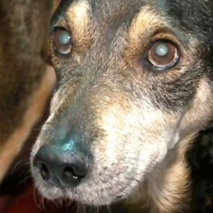 “É amor incondicional”: cão perdido durante enchente em Canoas volta para casa após um ano - Imagem: reprodução/ SBT News