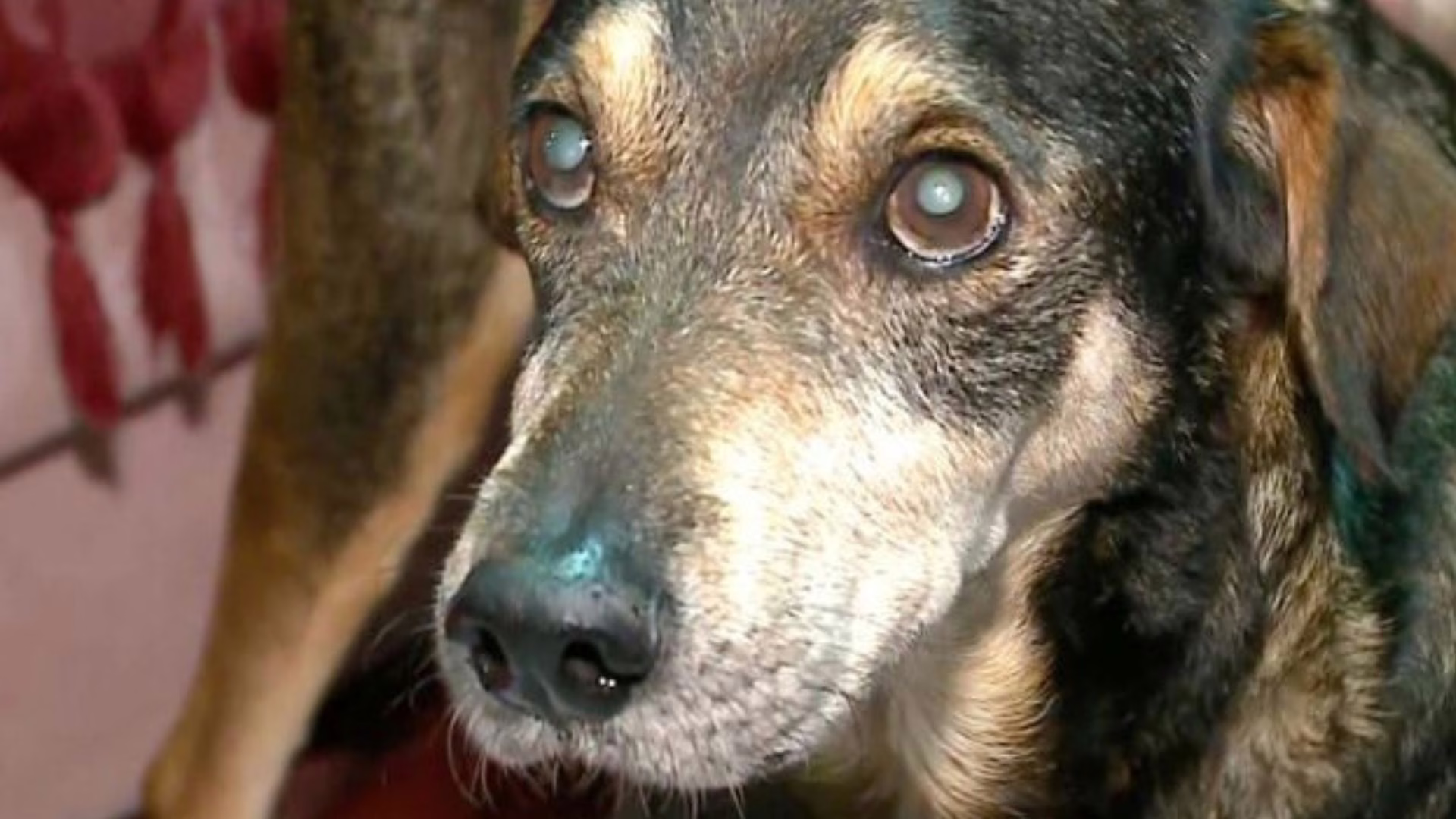 “É amor incondicional”: cão perdido durante enchente em Canoas volta para casa após um ano – Imagem: reprodução/ SBT News